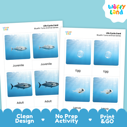 Bluefin Tuna Life Cycle Flashcards | 3 Part Cards Montessori Science Activity