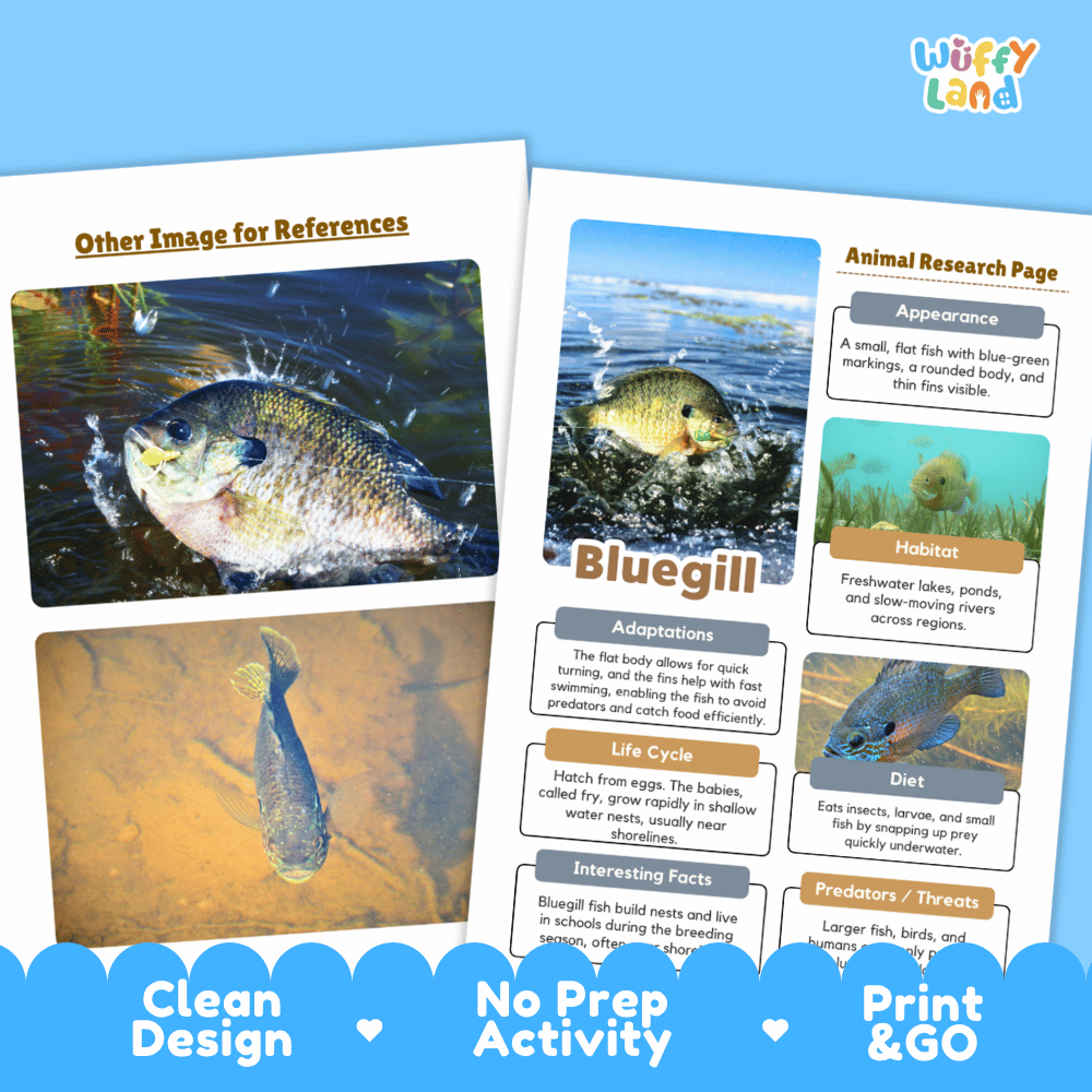 Bluegill Animal Research Page and Worksheets