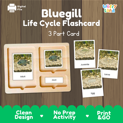 Bluegill Life Cycle Flashcards | 3 Part Cards Montessori Science Activity