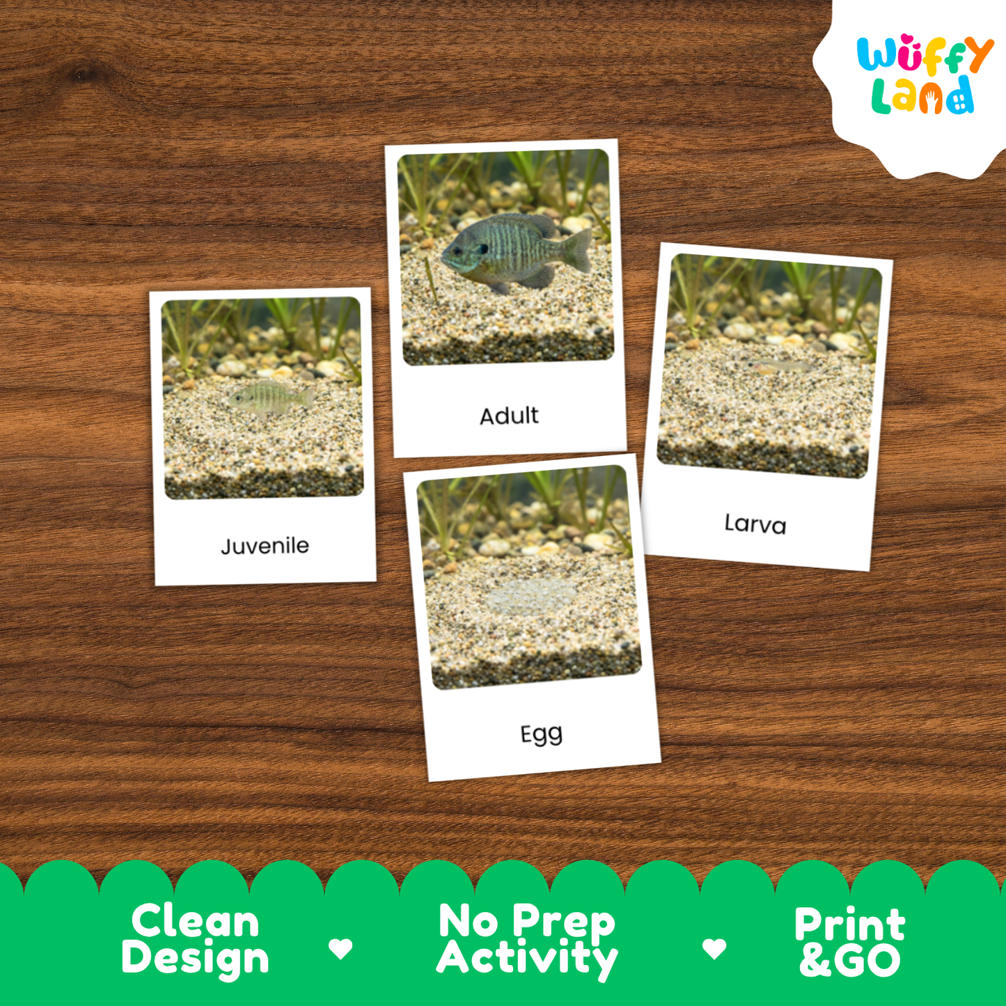 Bluegill Life Cycle Flashcards | 3 Part Cards Montessori Science Activity