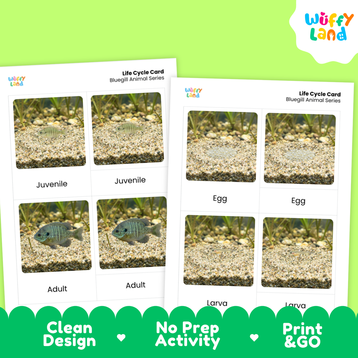 Bluegill Life Cycle Flashcards | 3 Part Cards Montessori Science Activity