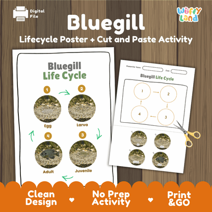 Bluegill Life Cycle Poster and Cut and Paste Worksheet Activity