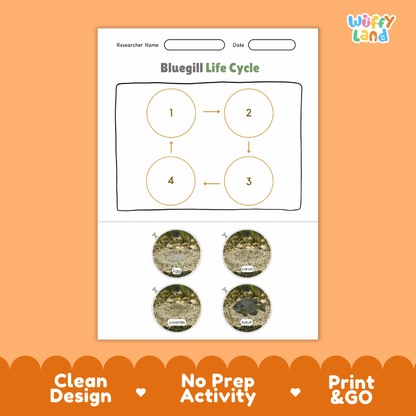 Bluegill Life Cycle Poster and Cut and Paste Worksheet Activity