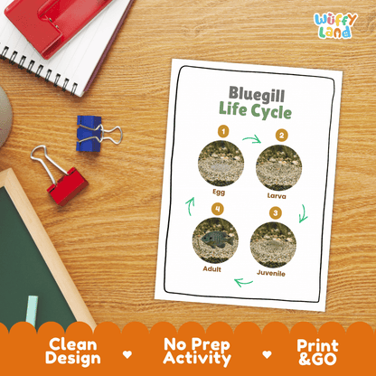 Bluegill Life Cycle Poster and Cut and Paste Worksheet Activity