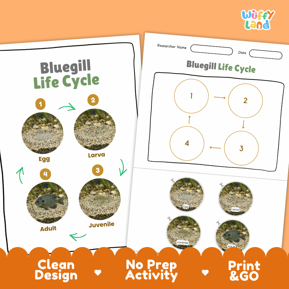 Bluegill Life Cycle Poster and Cut and Paste Worksheet Activity