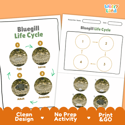 Bluegill Life Cycle Poster and Cut and Paste Worksheet Activity
