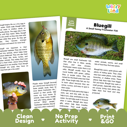 Bluegill Reading Passage and Questions Worksheets with Answer Key