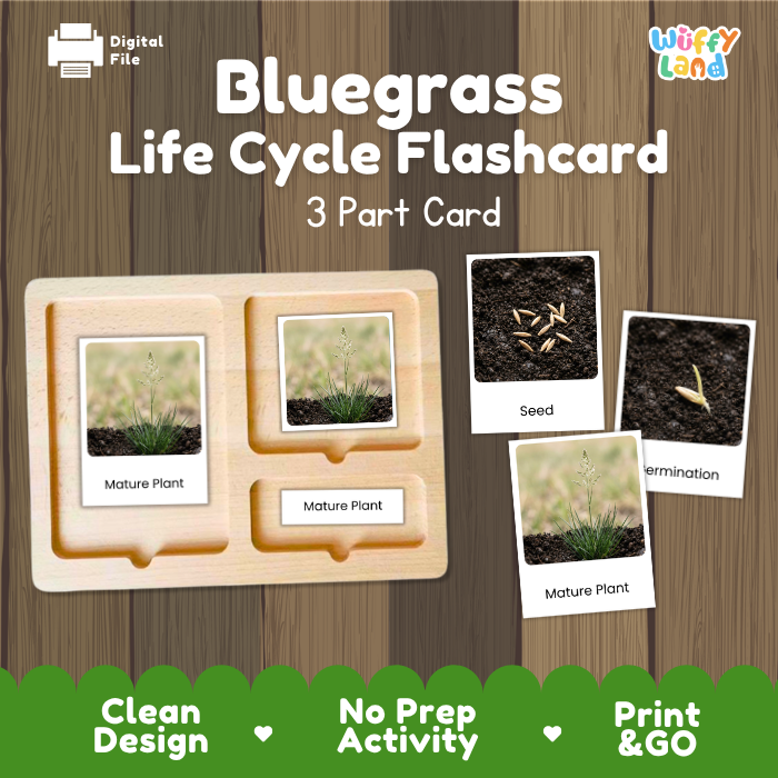 Bluegrass Life Cycle Flashcard 3 Part Card Montessori Science Printable