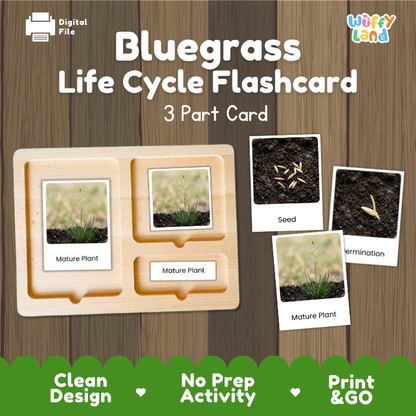 Bluegrass Life Cycle Flashcard 3 Part Card Montessori Science Printable