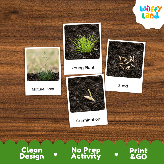 Bluegrass Life Cycle Flashcard 3 Part Card Montessori Science Printable