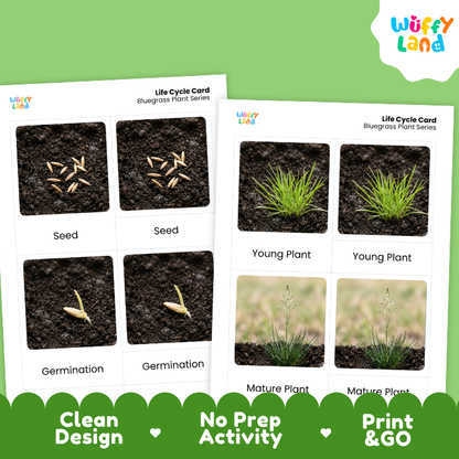Bluegrass Life Cycle Flashcard 3 Part Card Montessori Science Printable