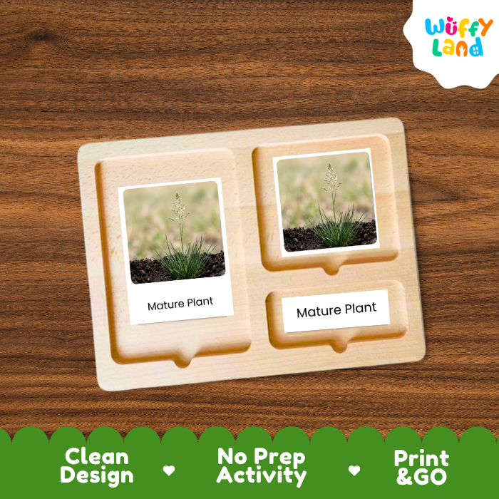 Bluegrass Life Cycle Flashcard 3 Part Card Montessori Science Printable