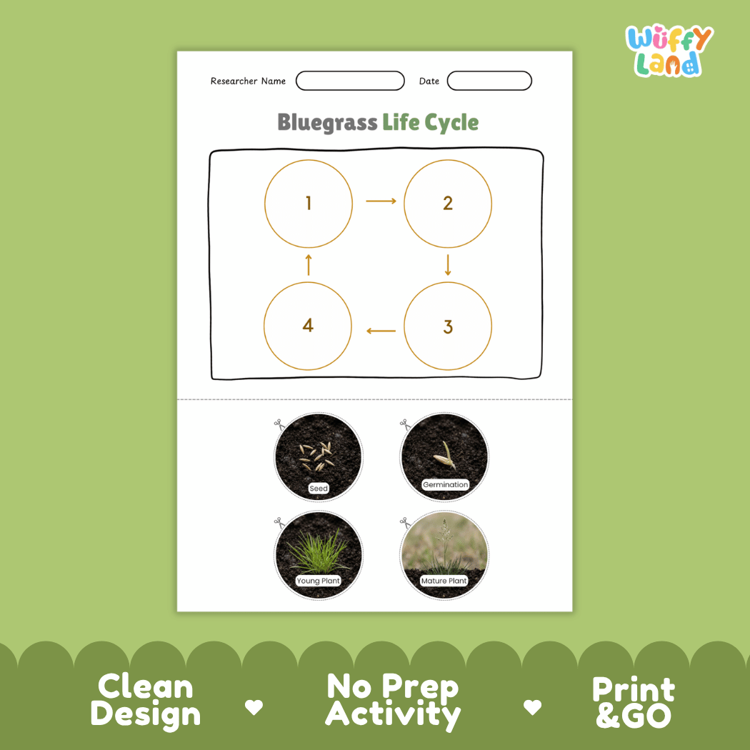Bluegrass Life Cycle Poster and Cut and Paste Worksheet Activity