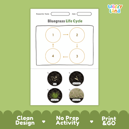 Bluegrass Life Cycle Poster and Cut and Paste Worksheet Activity