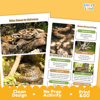 Two printed educational poster sheets about a boa constrictor displayed on a yellow background. The sheets include animal photos, text sections such as appearance, habitat, adaptations, life cycle, diet, and predators, and promotional text at the bottom reading 'Clean Design,' 'No Prep Activity,' and 'Print & GO.
