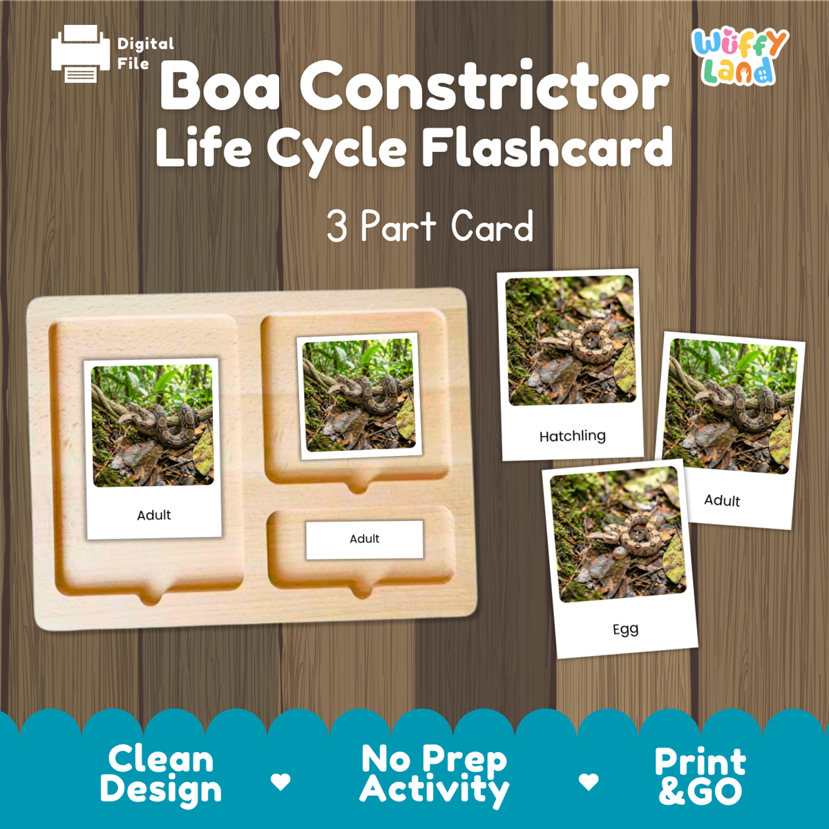Boa Constrictor Life Cycle Flashcard set by Wiffy Land, featuring a wooden 3-part card tray with labeled slots for Adult, Hatchling, and Egg, shown on a wood-grain background with sample photos of snakes.