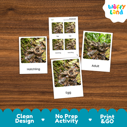 Snakes educational activity cards displayed on a wooden surface, featuring polaroid-style images labeled Hatchling, Egg, and Adult, with a central card showing four eggs labeled with snake names. A 'Wuffy Land' logo is visible in the top right, and a blue banner at the bottom highlights 'Clean Design', 'No Prep Activity', and 'Print & GO'.