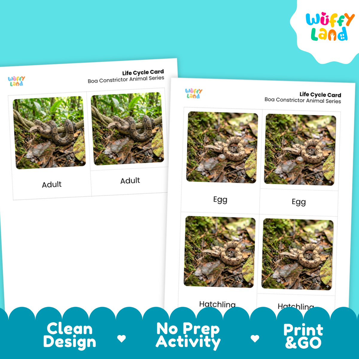 Two printed life cycle cards for a boa constrictor animal series shown on a bright turquoise background. The cards include labeled photos of an adult snake, egg, hatchling, and another adult view, with the Wiffy Land logo visible on the cards and a colorful Wiffy Land logo in the top right corner.