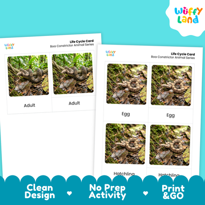 Two printed life cycle cards for a boa constrictor animal series shown on a bright turquoise background. The cards include labeled photos of an adult snake, egg, hatchling, and another adult view, with the Wiffy Land logo visible on the cards and a colorful Wiffy Land logo in the top right corner.