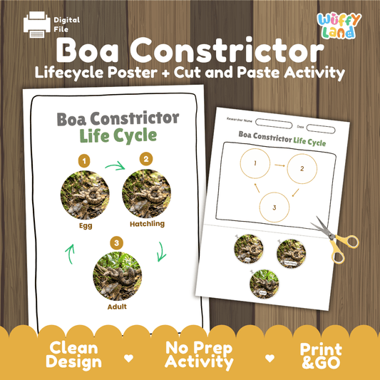 Boa constrictor life cycle sequencing reference chart and cut and paste student worksheet with 3 developmental stages