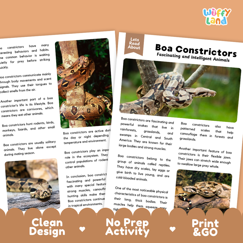 A children's educational activity card set titled 'Boa Constrictors Fascinating and Intelligent Animals' by Wiffly Land. The set includes a 'Let's Read About' card and two activity sheets showing photos of a boa constrictor, displayed on a light brown background with decorative badges.