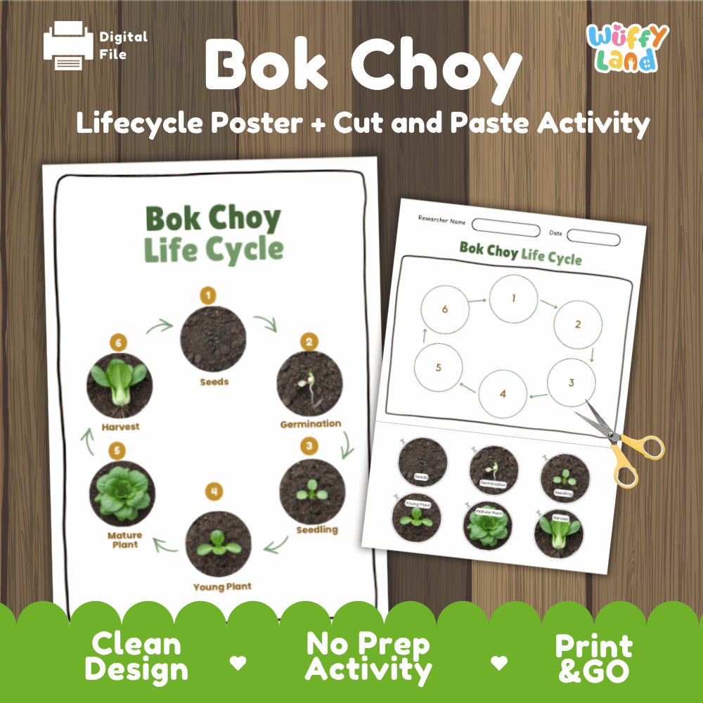 Bok Choy Lifecycle Poster and Cut and Paste Activity Worksheets | Plant Science Printables