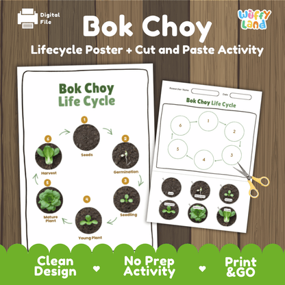 Bok Choy Lifecycle Poster and Cut and Paste Activity Worksheets | Plant Science Printables