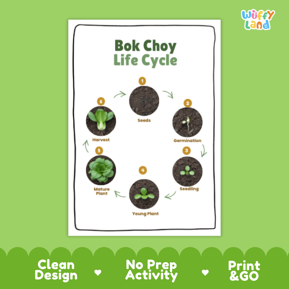 Bok Choy Lifecycle Poster and Cut and Paste Activity Worksheets | Plant Science Printables