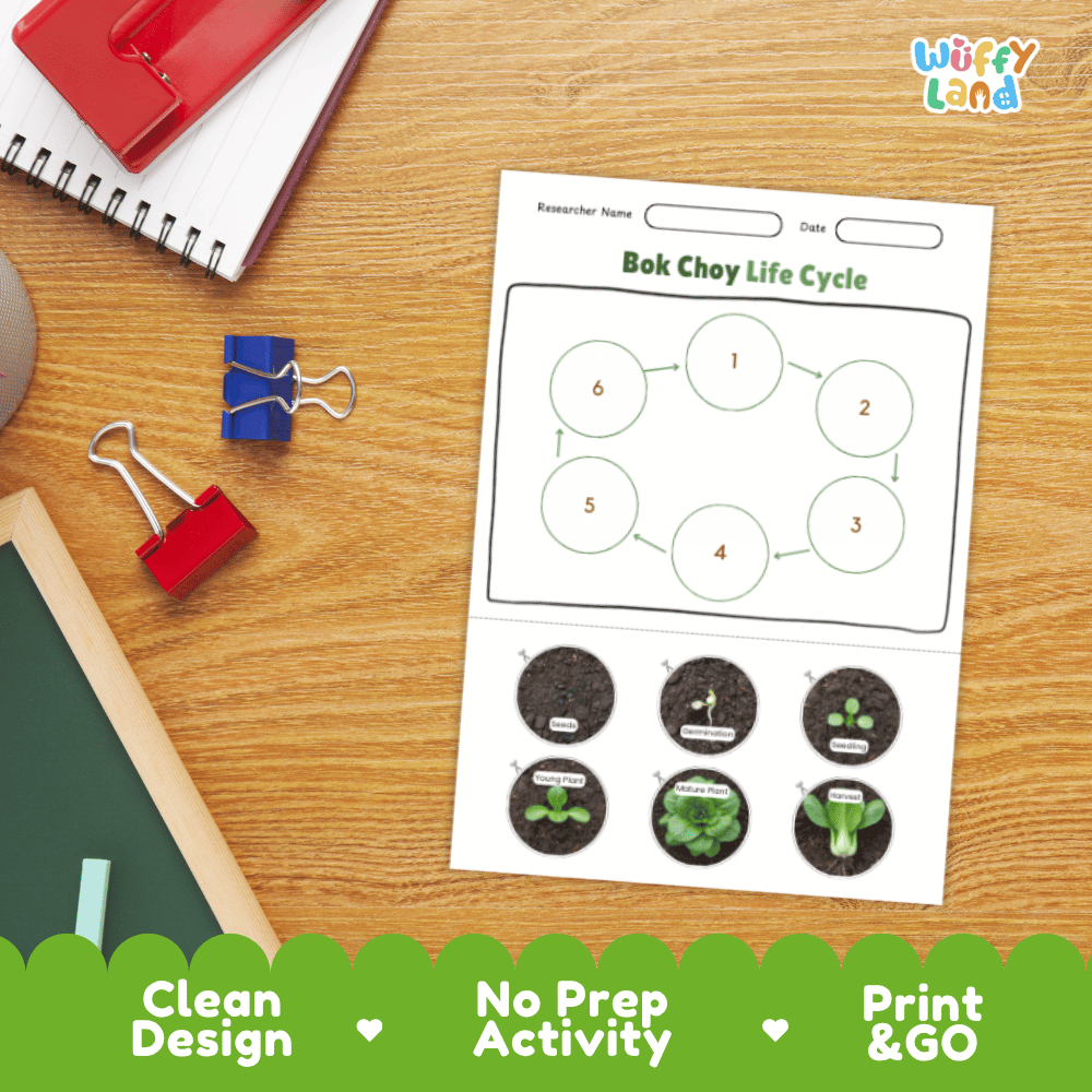 Bok Choy Lifecycle Poster and Cut and Paste Activity Worksheets | Plant Science Printables