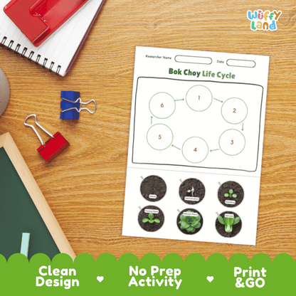 Bok Choy Lifecycle Poster and Cut and Paste Activity Worksheets | Plant Science Printables