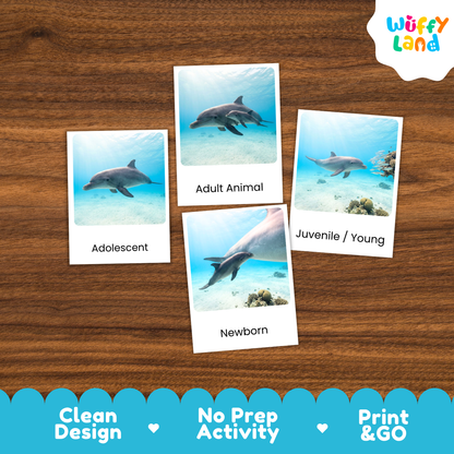 Bottlenose Dolphin Life Cycle Flashcards - Montessori 3 Part Cards Printable Activity