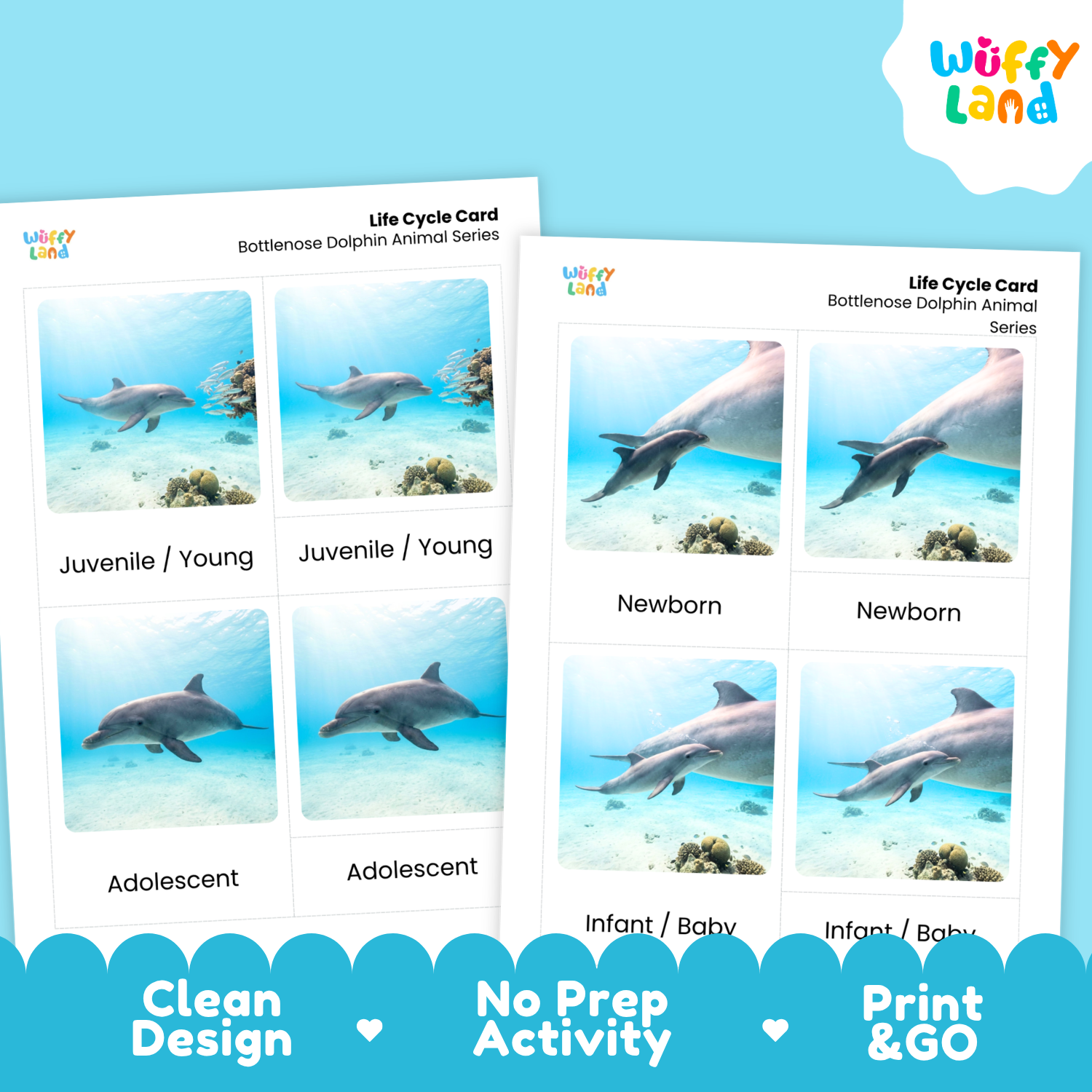 Two printable dolphin life cycle cards shown on a bright blue background. The cards feature underwater photos of dolphins labeled by developmental stages: Newborn, Infant/Baby, Adolescent, and Juvenile/Young.