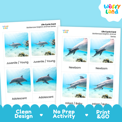 Two printable dolphin life cycle cards shown on a bright blue background. The cards feature underwater photos of dolphins labeled by developmental stages: Newborn, Infant/Baby, Adolescent, and Juvenile/Young.