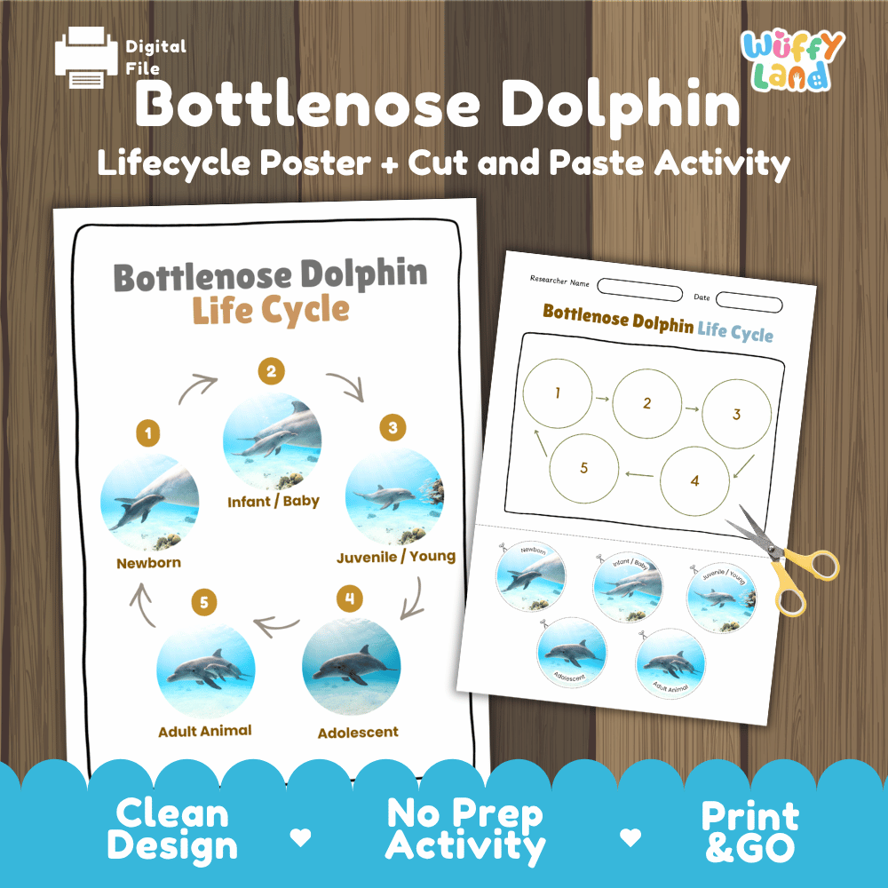 Bottlenose Dolphin Life Cycle Poster and Cut and Paste Worksheet Activity