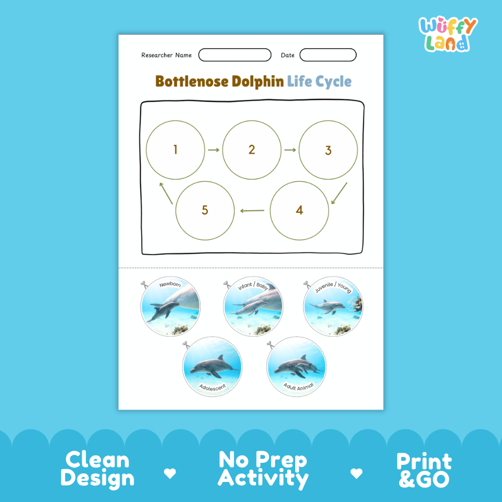 Bottlenose Dolphin Life Cycle Poster and Cut and Paste Worksheet Activity