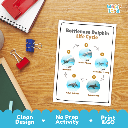 Bottlenose Dolphin Life Cycle Poster and Cut and Paste Worksheet Activity