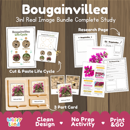 Bougainvillea plant 3in1 real image bundle complete study printable featuring life cycle cut and paste worksheets, Montessori 3-part cards, and research pages