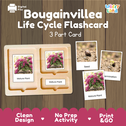 Montessori three part cards featuring real photographic images of bougainvillea growth stages and flowering mature shrubs displayed on a wooden tray