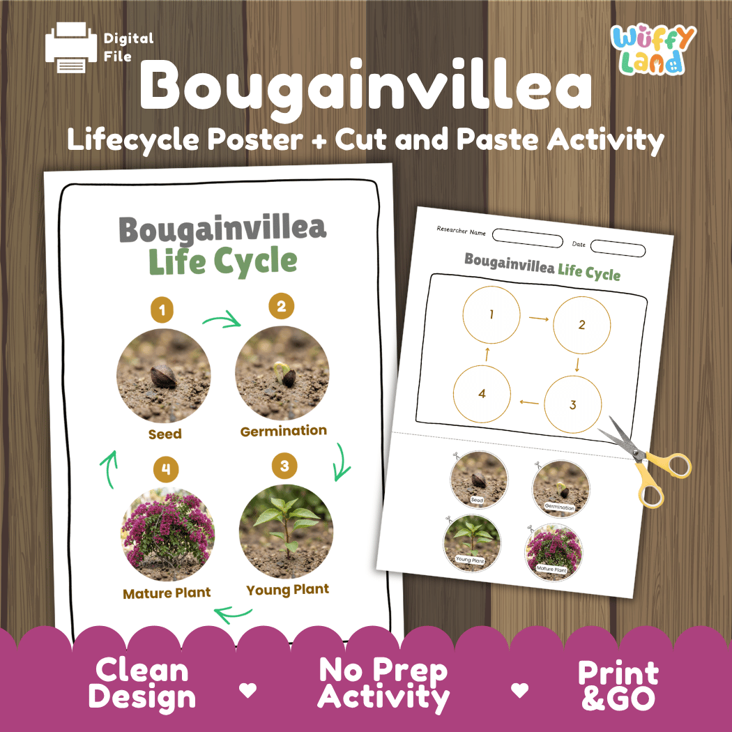 Bougainvillea Life Cycle Poster and Cut and Paste Worksheet Activity