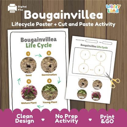 Bougainvillea Life Cycle Poster and Cut and Paste Worksheet Activity