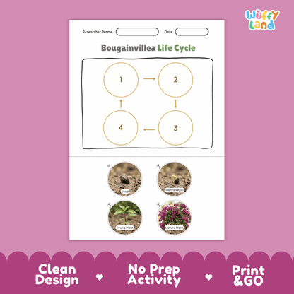 Bougainvillea Life Cycle Poster and Cut and Paste Worksheet Activity