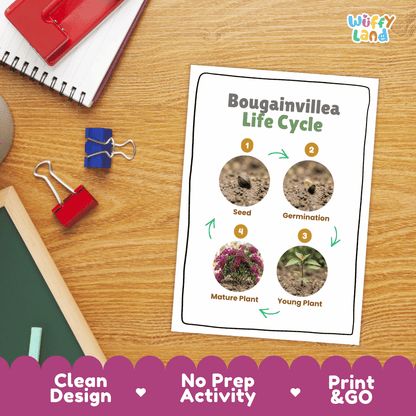 Bougainvillea Life Cycle Poster and Cut and Paste Worksheet Activity