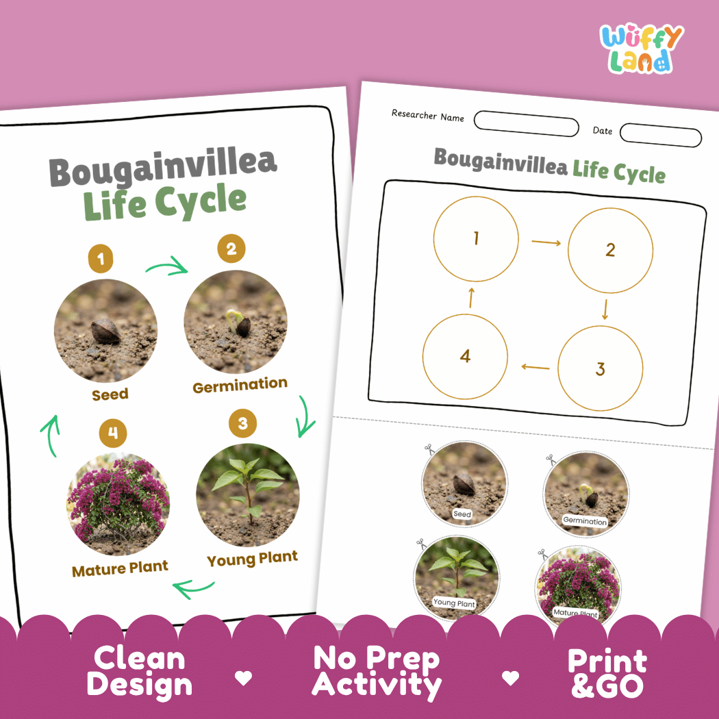 Bougainvillea Life Cycle Poster and Cut and Paste Worksheet Activity
