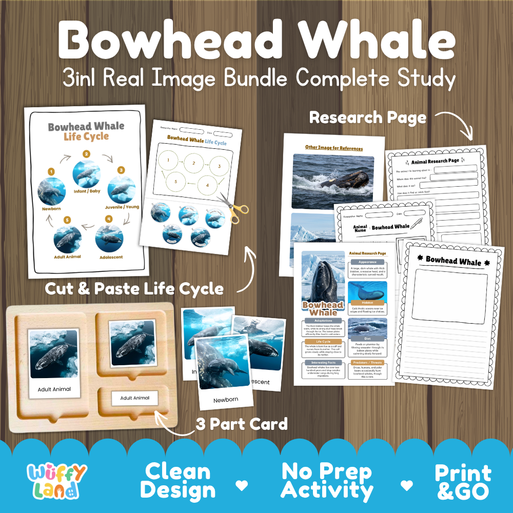 Bowhead Whale 3-in-1 real image bundle complete study cover showing cut and paste life cycle, 3 part cards, and research pages