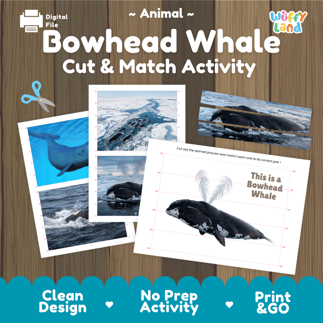 Bowhead Whale Cut and Match Activity Printables Worksheets