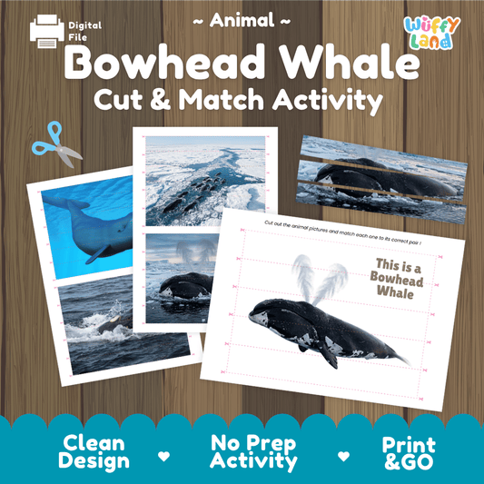 Bowhead Whale Cut and Match Activity Printables Worksheets