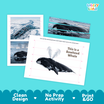 Bowhead Whale Cut and Match Activity Printables Worksheets