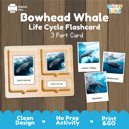 Bowhead Whale Life Cycle Flashcard 3 Part Card