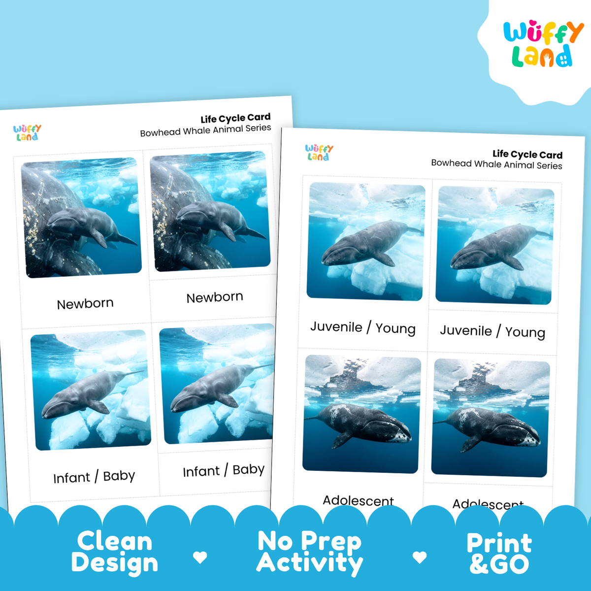 Bowhead Whale Life Cycle Flashcard 3 Part Card