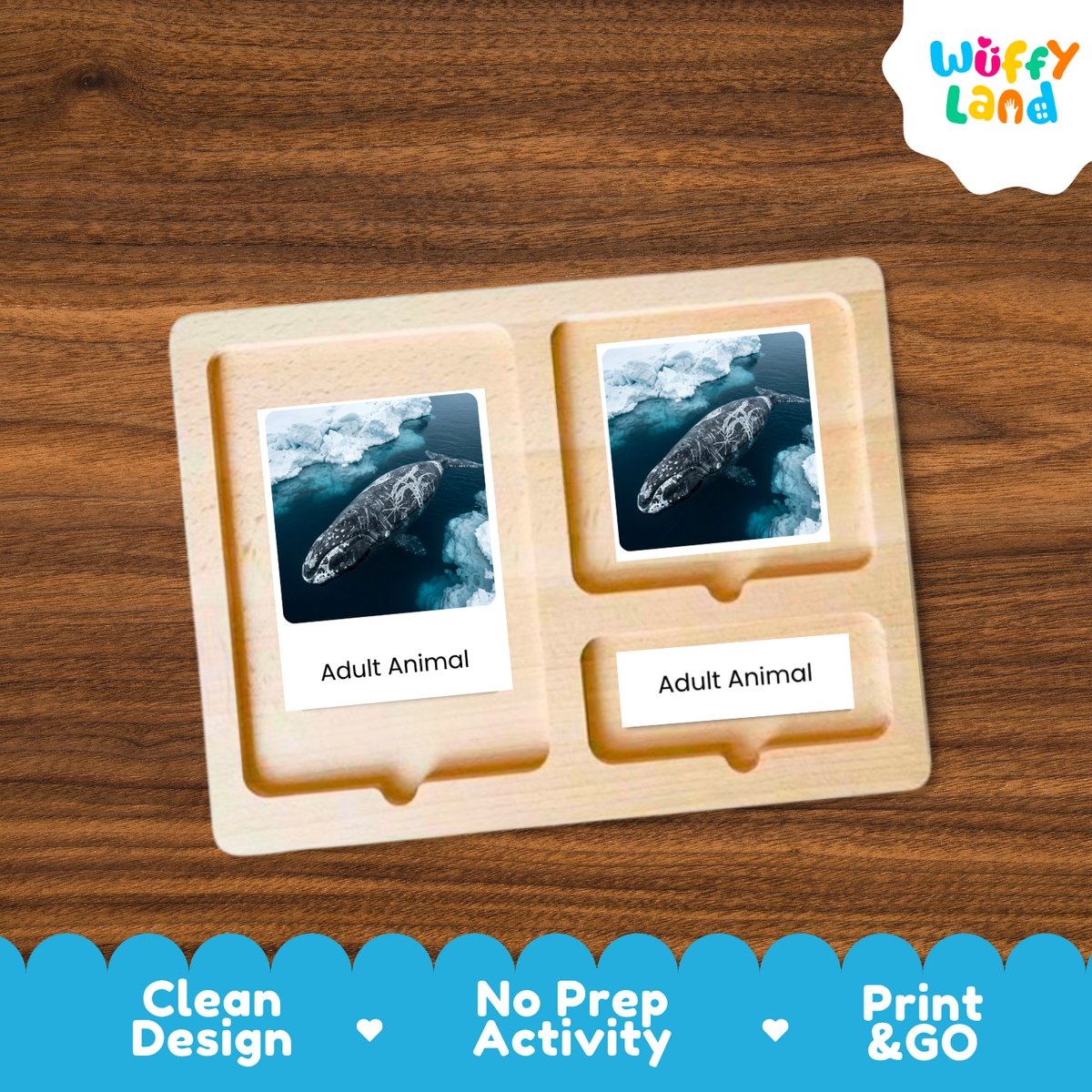 Bowhead Whale Life Cycle Flashcard 3 Part Card